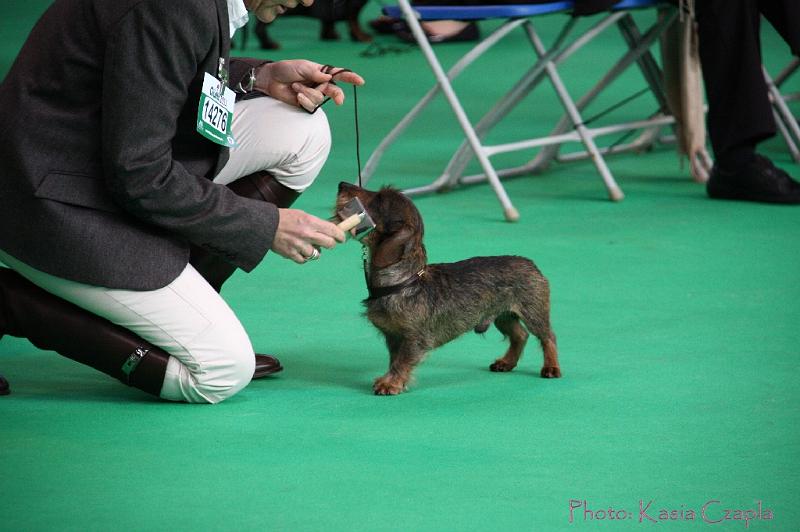 Crufts2011_2 656.jpg